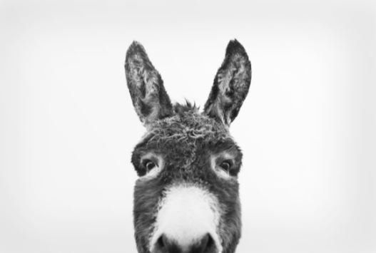 Krippenspielberatung